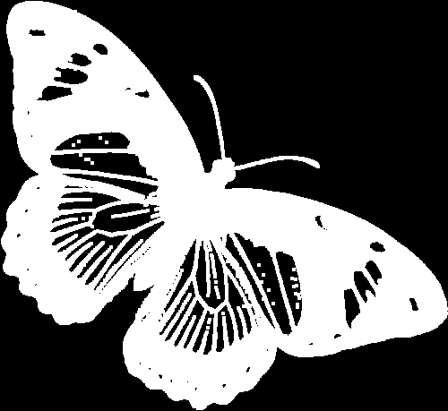 butterfly-1